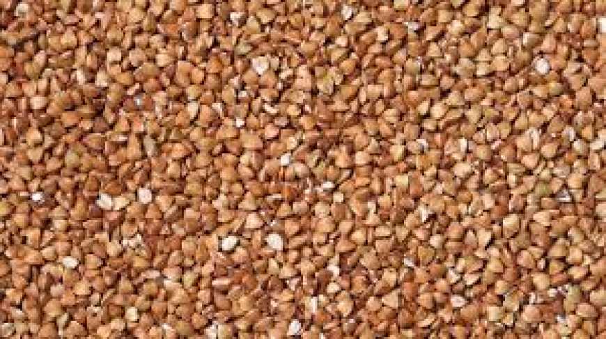 Ви зараз переглядаєте В Україні знову ростуть ціни на гречку