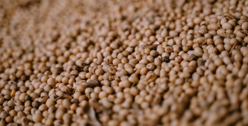 Експортні ціни на сою залишаються стабільними, переробка підвищує паритет Експортні ціни на сою залишаються стабільними, переробка підвищує паритет