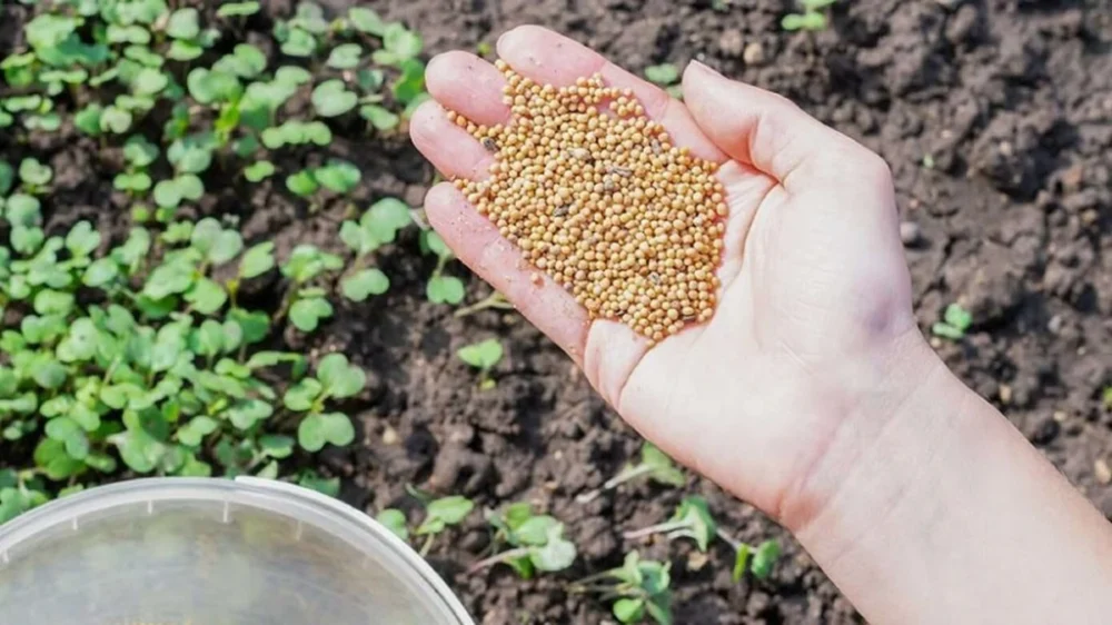 Ви зараз переглядаєте Урожайність ґрунту зросте в рази: що обов’язково треба посіяти ранньою весною