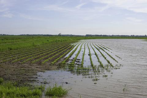 Ви зараз переглядаєте Непередбачувані дощі у Відарбхі пошкодили понад 3,481 гектар посівів