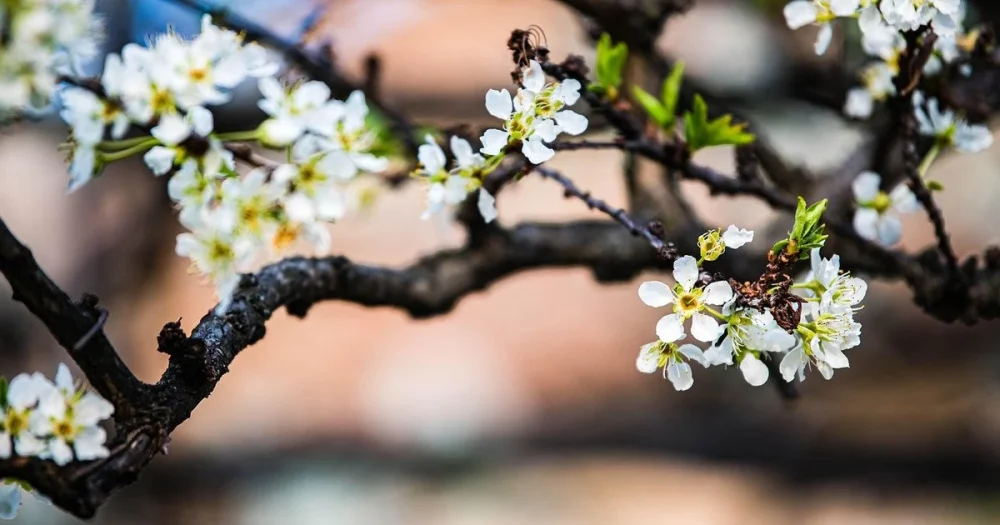 Ви зараз переглядаєте Морози знищили до 80% урожаю абрикосів і персиків на Вінниччині