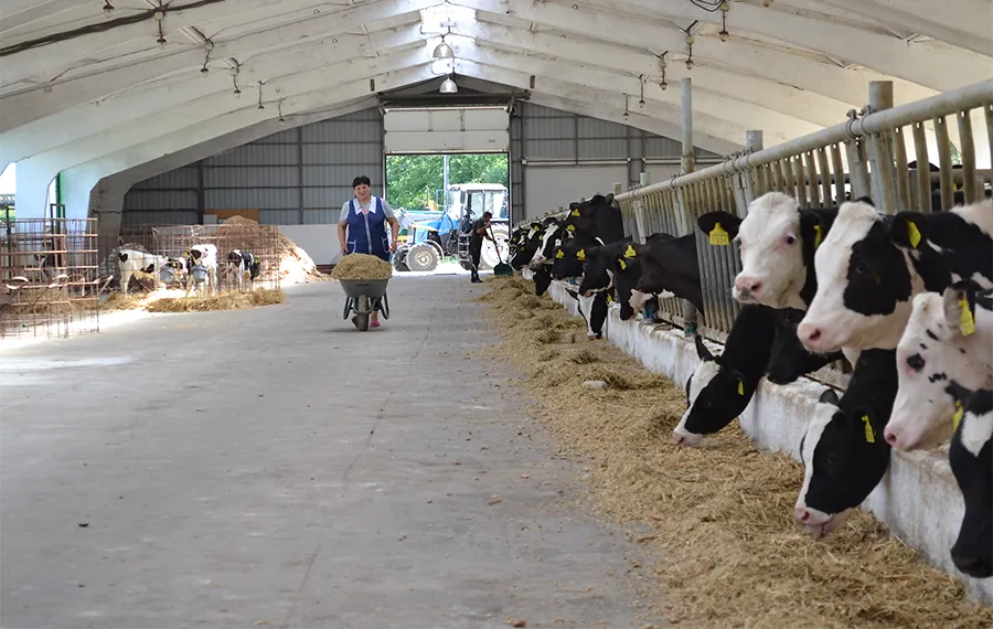 Ви зараз переглядаєте В Україні частина молочних господарств може зникнути через збитки