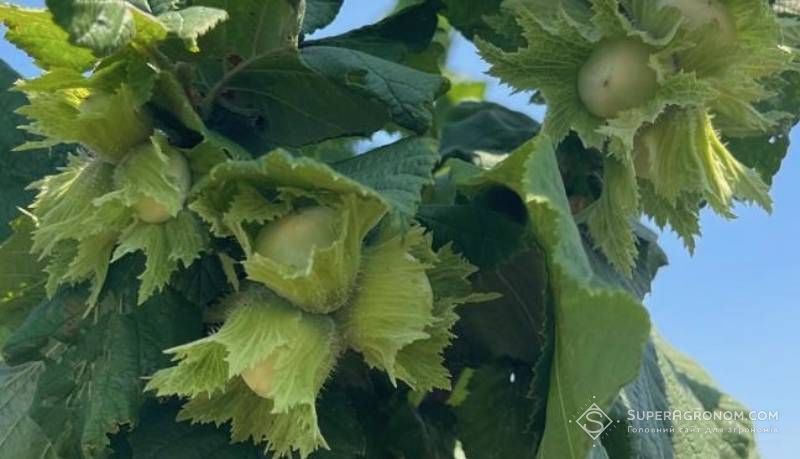 Ви зараз переглядаєте Фундук демонструє високу рентабельність та перспективніший за волоський горіх