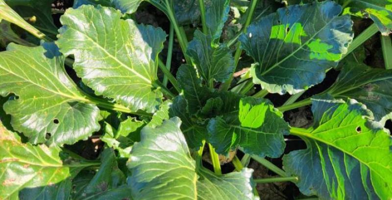 Цукровий буряк селекції SESVANDERHAVE