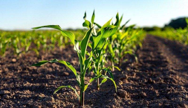 Ви зараз переглядаєте Ґрунтові гербіциди на основі тербутилазину демонструють ефективність навіть за посушливих умов