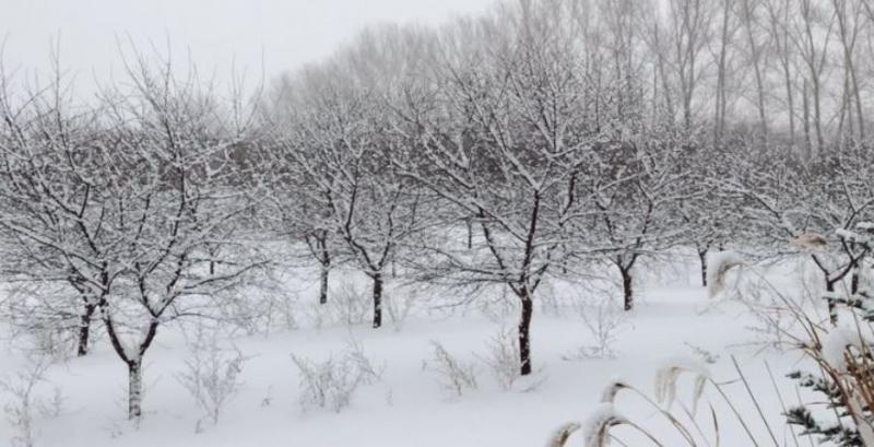 Кісточкові в окремих регіонах постраждали від морозів