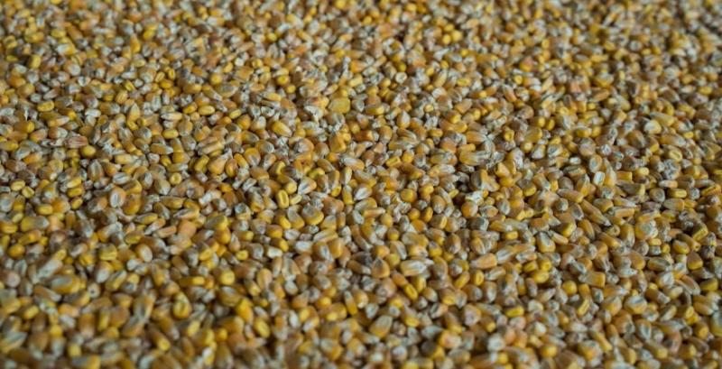 Кукурудза зберігає потенціал росту цін Кукурудза зберігає потенціал росту цін