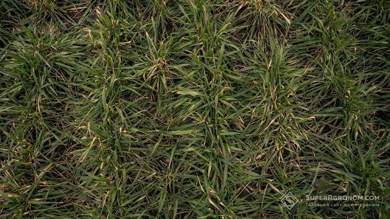 Ви зараз переглядаєте Микола Сучек порадив весняні заходи на посівах озимих залежно від фаз розвитку