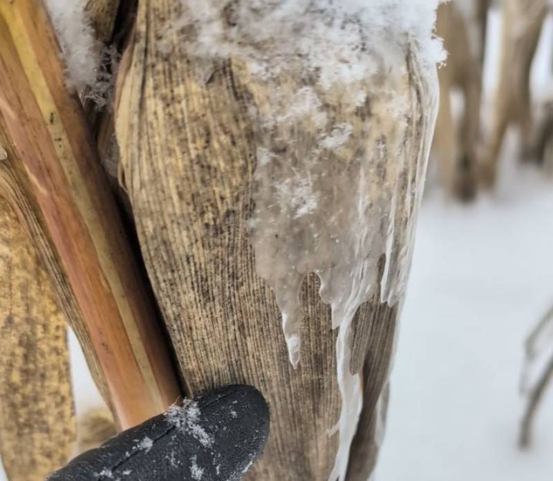 Кукурудза на зимує на полі в TG Agro