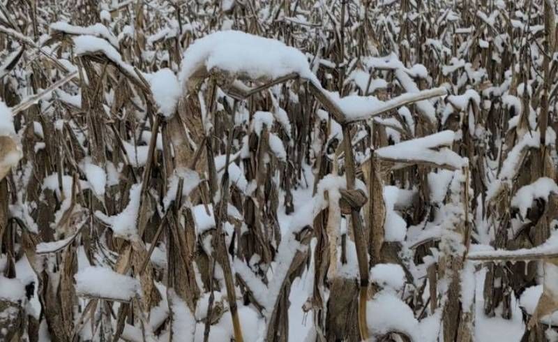 Ви зараз переглядаєте Незібрана кукурудза в TG Agro на Київщині зовні в хорошому стані, але можливе до 10-15% пошкодженого зерна