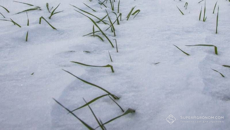 Ви зараз переглядаєте Нинішні морози не мали негативного впливу на озимі на Буковині — висота снігового покриву 14 см