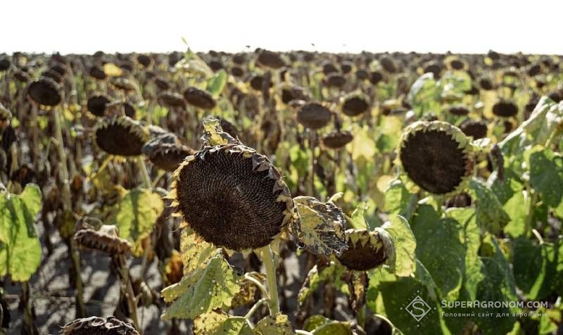 Ви зараз переглядаєте Нижчу на 0,8 т/га врожайність соняшнику у 2025-му отримали в Дніпропетровському кластері Dnipro Agro Group — через посуху в період наливу зерна