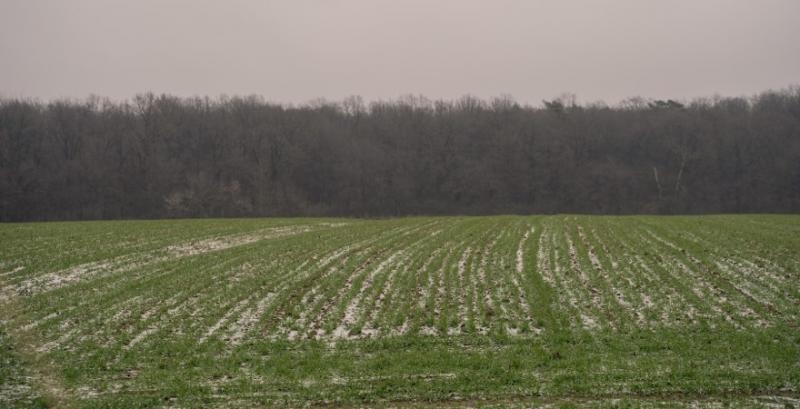 Оцінити стан озимих можна буде після потепління та відновлення вегетації — Висоцький