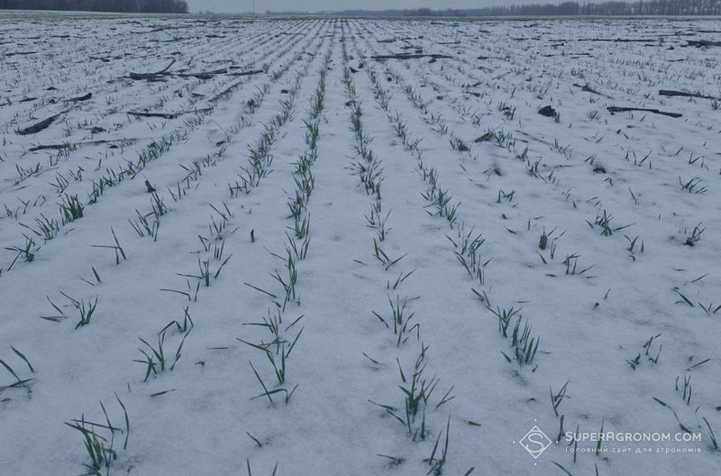 Ви зараз переглядаєте Озимі зернові, висіяні в ранні терміни краще почуваються, ніж пізні — аграрії Полтавщині