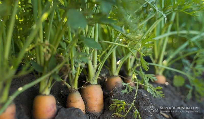 Ви зараз переглядаєте Перехід на овочівництво потребує велику кількість працівників та грошей —  Павло Булгаков