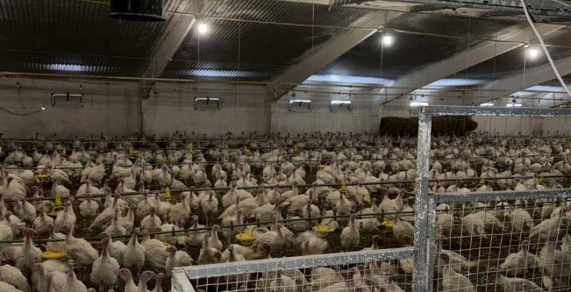 ТОВ «Драчинецьке-1»