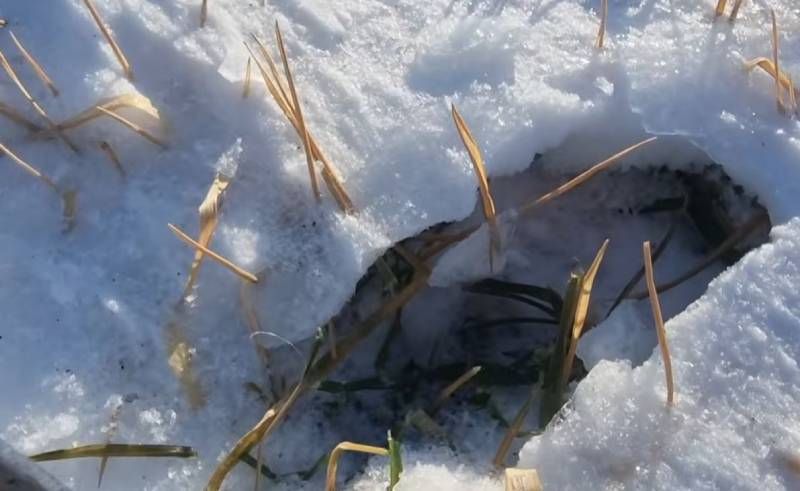 Ви зараз переглядаєте Підвішена кірка не призведе до загибелі озимих навіть якщо залишатиметься на полі протягом місяця — думка