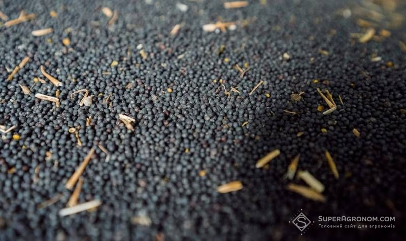 Ви зараз переглядаєте Погодні ризики для озимого ріпаку поки на ціни не впливають, але вони зростають з інших причин