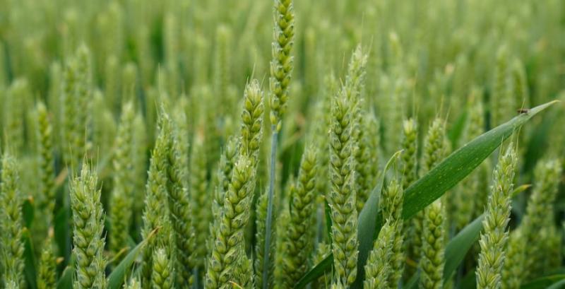 Посіви пшениці можуть скоротитись на 5% — прогноз