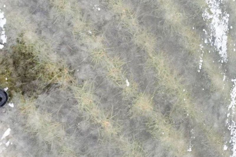 Ви зараз переглядаєте Повернення морозів після відлиги на Миколаївщині ризикує випаданням посівів озимих, випадання посівів