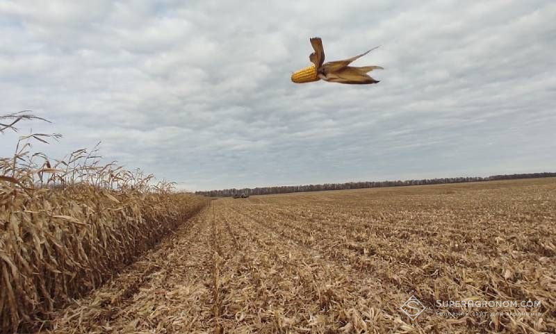 Ви зараз переглядаєте Поєднання зернових, олійних і нішевих культур — в МХП-Урожайна країна поділились структурою посівів на 2026 рік