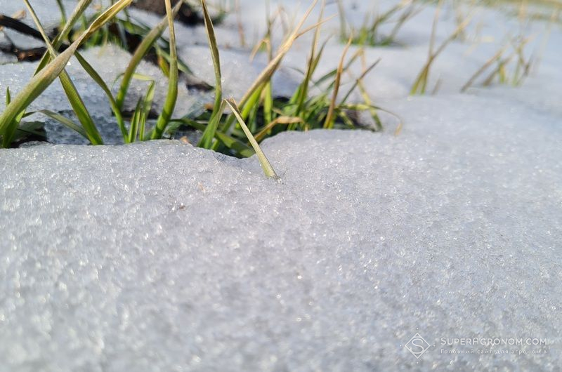 Ви зараз переглядаєте Результати моніторингу стану озимих не дають підстав говорити про масштабні втрати від вимерзання — Висоцький