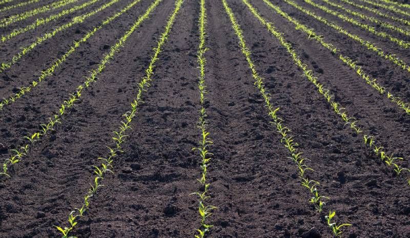 Ви зараз переглядаєте Що слід врахувати при визначенні норми застосування ґрунтового гербіциду пояснив експерт