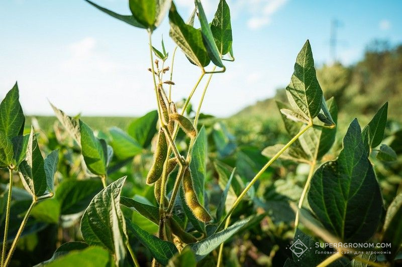 Ви зараз переглядаєте Сої, соняшнику і цукровим бурякам волинські аграрії відведуть близько 114 тисяч га в сезоні-2026