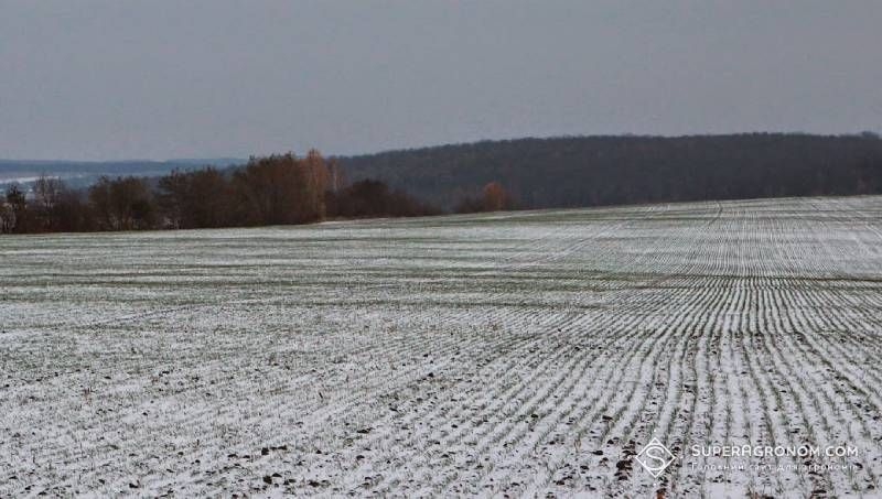 Ви зараз переглядаєте Стан озимих на Харківщині: крижана кірка не зашкодила