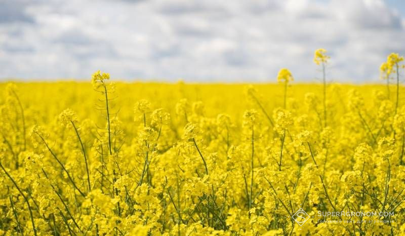 Ви зараз переглядаєте ТОП-3 фактори для досягнення рекордних показників озимого ріпаку визначив британський фермер