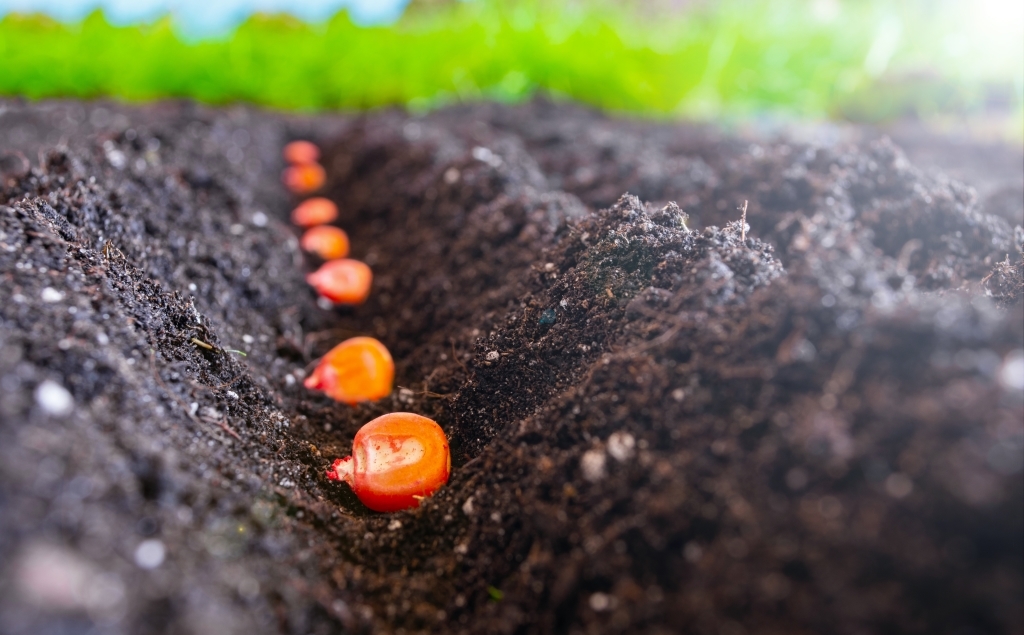 Ви зараз переглядаєте Тренди посівної-2026: найбільші площі кукурудзи в «МХП-Урожайна країна»