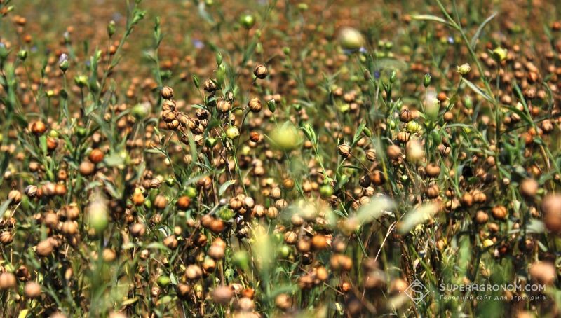 Ви зараз переглядаєте У 2026 році аграріям Одещини варто робити ставку на ячмінь, сорго, горох і льон олійний