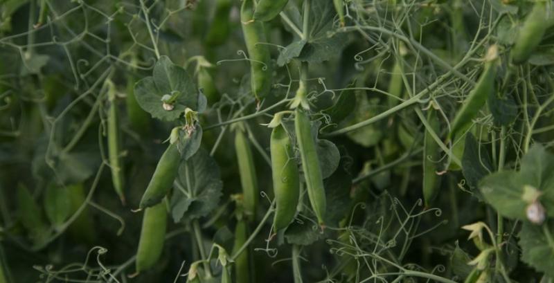 У Держпродспоживслужбі очікують, що у 2026 році Україна розпочне експорт гороху до Китаю У Держпродспоживслужбі очікують, що у 2026 році Україна розпочне експорт гороху до Китаю