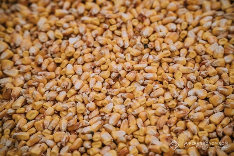 Ви зараз переглядаєте Українська кукурудза може зрости в ціні до $220 за тонну вже у березні