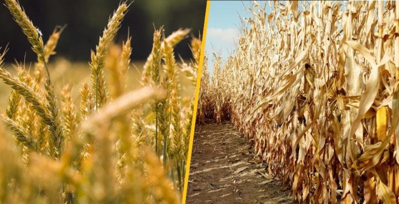 USDA скоригувало прогнози щодо кукурудзи та пшениці USDA скоригувало прогнози щодо кукурудзи та пшениці