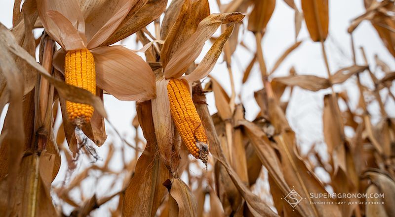 Ви зараз переглядаєте В ІМК зберігають традиційну структуру посівів у 2026 році