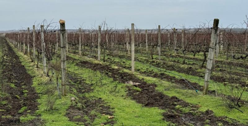 Винороб з Миколаївщини вирощує виноград під обстрілами