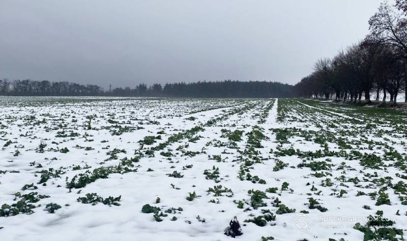 Ви зараз переглядаєте За яких умова варт проводити аерацію на полі ріпаку з крижаною кіркою, а коли це небезпечно — пояснив польський експерт