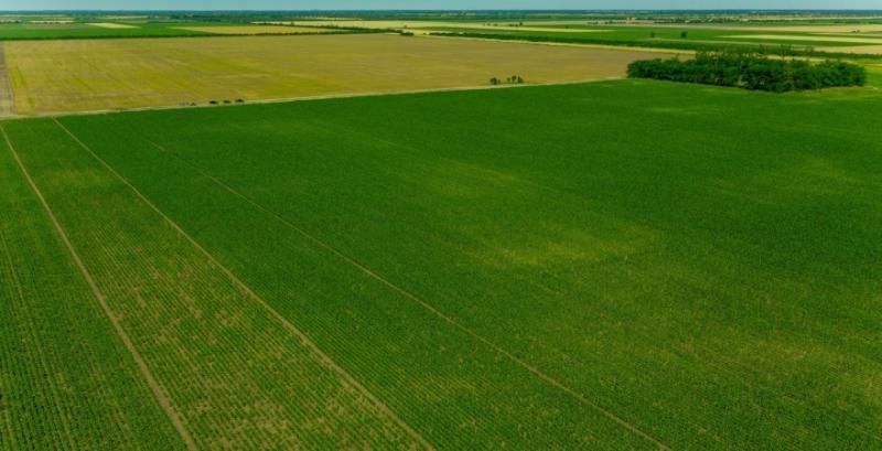 Задача агронома — не гасити пожежу, а запобігти проблемі з мінімальними втратами