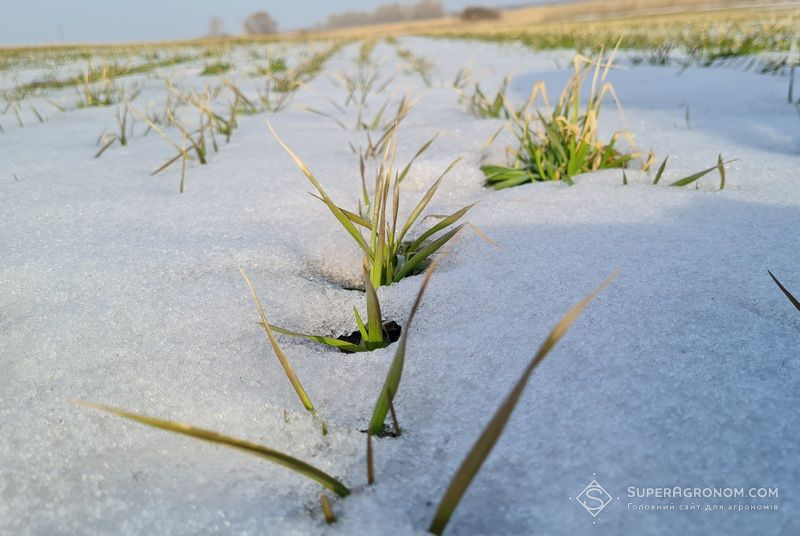 Ви зараз переглядаєте Загрози вимерзання для озимих культур немає — науковець
