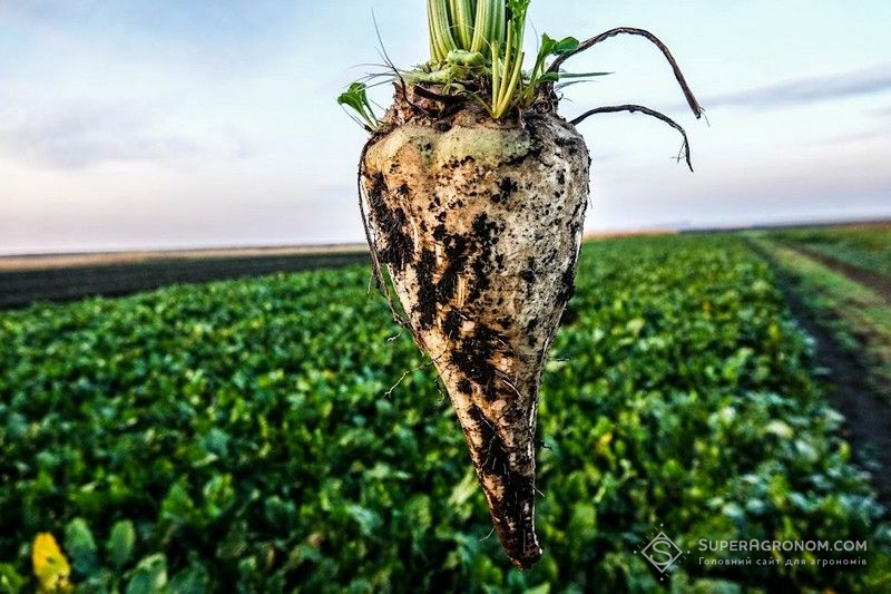 Ви зараз переглядаєте Західні області України наздогнали ЄС за врожайністю цукрових буряків при значно вищій цукристості