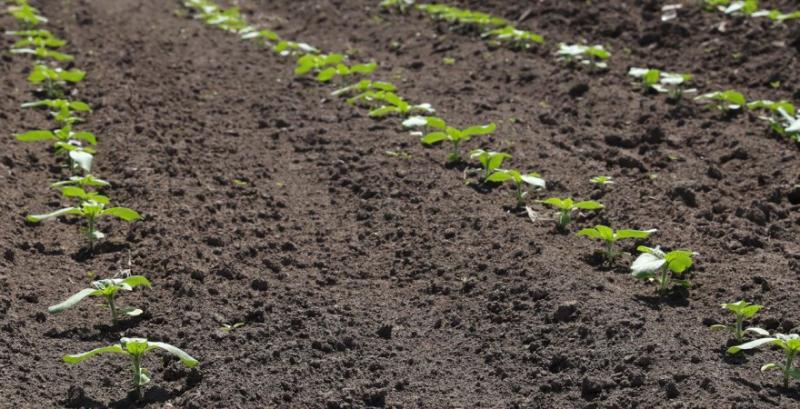 Захист соняшника і кукурудзи на початкових етапах росту — поради фахівця