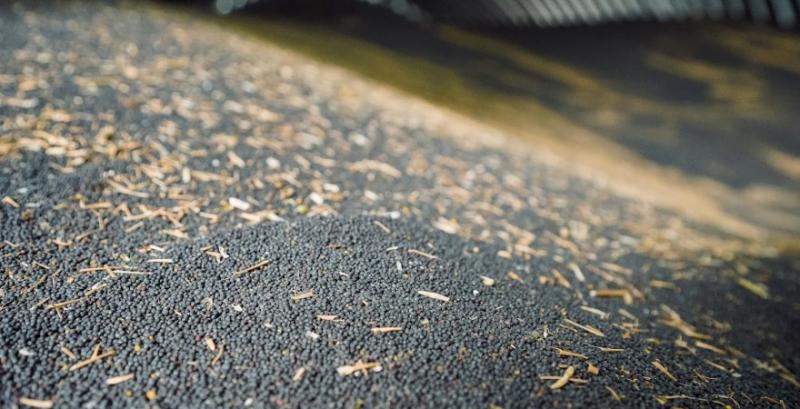 Залишки ріпаку старого врожаю поступово скорочуються — брокери