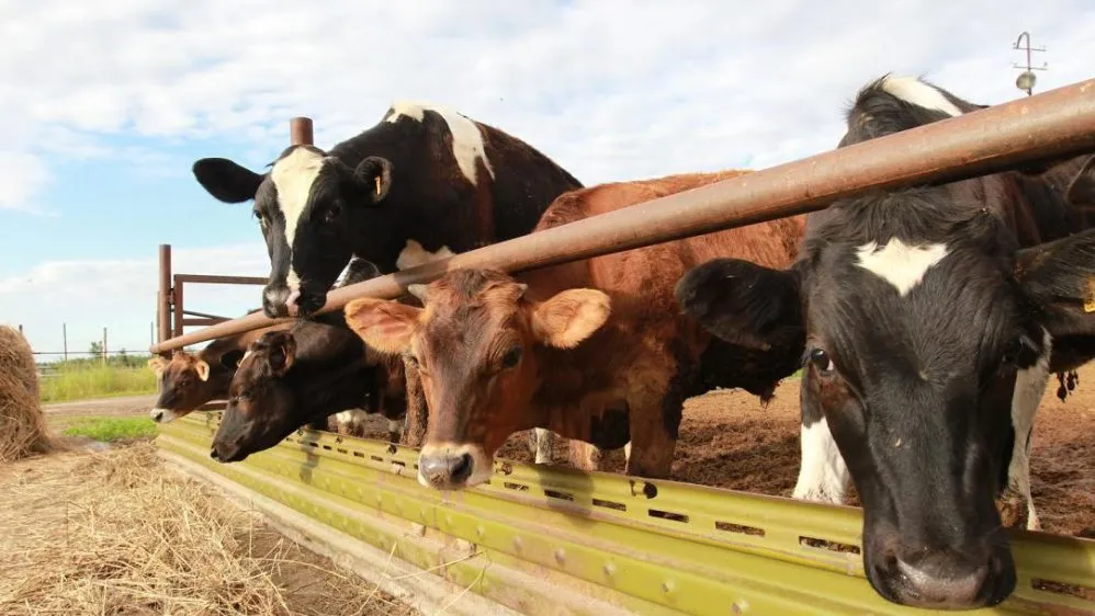 Ви зараз переглядаєте Експорт пшениці у березні може скласти лише 600 тисяч тонн