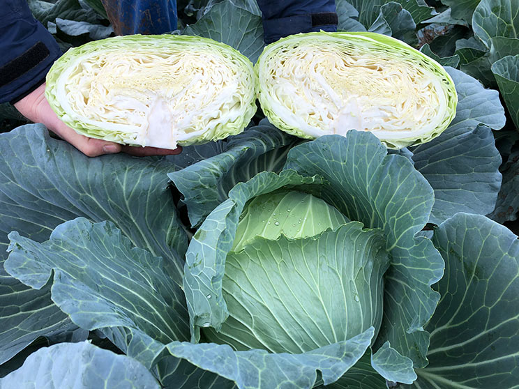 Фахівець назвав перспективні гібриди капусти для різних потреб2