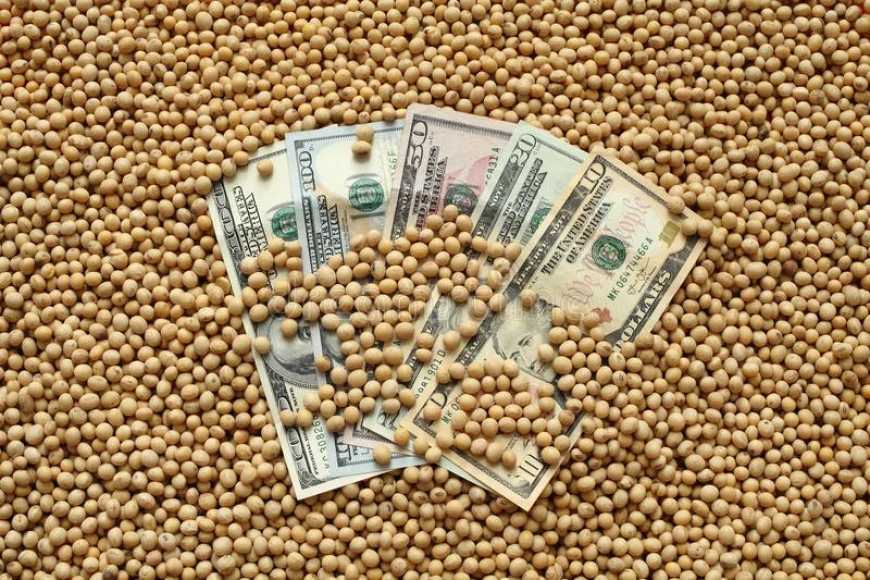 Ви зараз переглядаєте Ринок сої: на внутрішньому ринку України зберігається підвищення цін