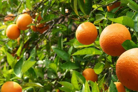 Ви зараз переглядаєте Киргизстан випробовує цитрусові та ягідні культури для адаптації до клімату