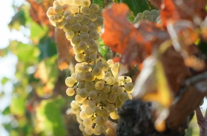 Ви зараз переглядаєте На Миколаївщині експериментують з рідкісними сортами винограду