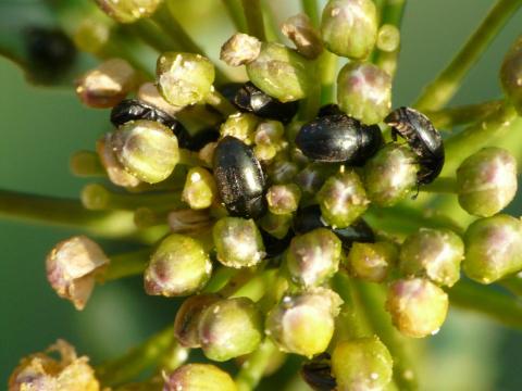 Ви зараз переглядаєте Рапсовий блискун: коли варто обприскувати ріпак