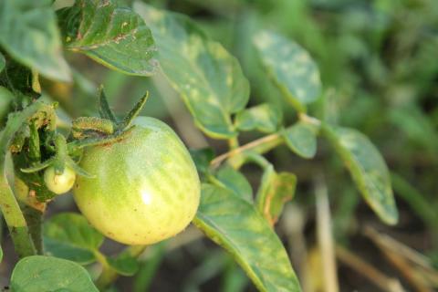 Ви зараз переглядаєте Інноваційне воскове покриття для захисту врожаю від хвороб